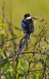 Pin-tailed Whydah