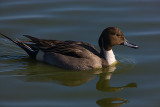 Northern Pintail male