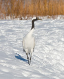 Japanese Red-crowned Crane