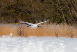 Japanese Red-crowned Crane