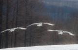 Japanese Red-crowned Crane