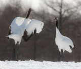 Japanese Red-crowned Crane