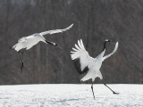 Japanese Red-crowned Crane