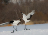 Japanese Red-crowned Crane