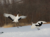 Japanese Red-crowned Crane
