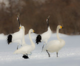 Japanese Red-crowned Crane