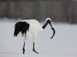 Japanese Red-crowned Crane eating