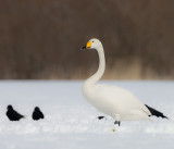 Whooper Swan