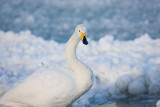 Whooper Swan