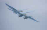 Whooper Swans in flight