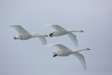 Whooper Swans in flight