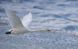 Whooper Swans in flight