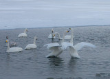 4,Swan fight between 2 groups