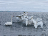 5.Swan fight between 2 groups