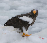 Stellers Sea Eagle