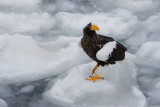 Stellers  Sea Eagle