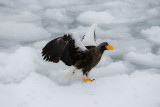 Stellers Sea Eagle