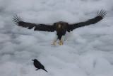 Stellers Sea Eagle