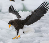 Stellers Sea Eagle