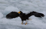 Stellers Sea Eagle