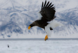 Stellers Sea Eagle