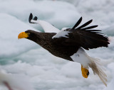 Steller's Sea Eagle