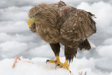 White-Tailed Sea Eagle