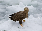 White-Tailed Sea Eagle