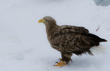 White-Tailed Sea Eagle