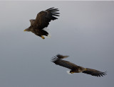 White-Tailed Sea Eagle