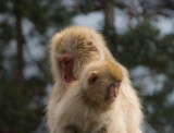 Snow Monkeys from our room