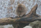 Snow Monkey