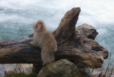 Snow Monkey