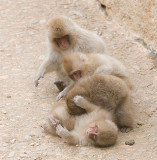 Snow Monkeys playing