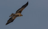 Black Kite,juvenile