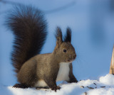 Japanese Red Squirrel