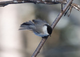 Marsh Tit