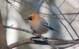 Eurasian Jays