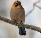 Eurasian Jays