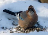 Eurasian Jays