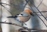 Eurasian Jays