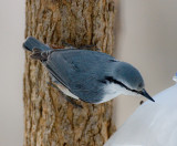 Eurasian Nuthatch