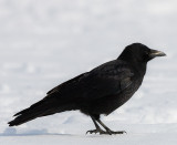 Large-billed Crows