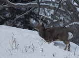 Sitka Deer