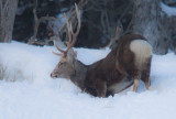 Sitka Deer digging