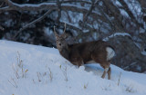 Sitka Deer