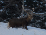 Sitka Deer