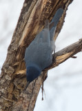 Pinyon Jay