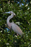 Tricolored Heron