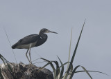 Tricolored Heron